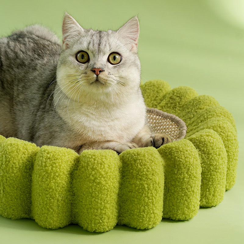 Green Tooth Cat Scratcher & Bed | Cat Bed | Cat Supplies